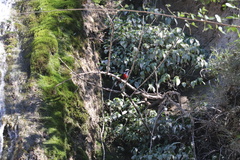 Phoenicurus leucocephalus