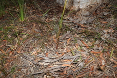 Dipodium hamiltonianum