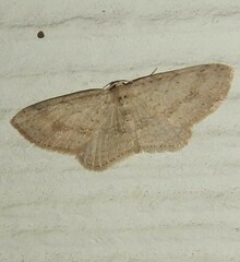 Poecilasthena scoliota