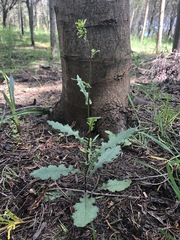 Senecio picridioides