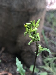 Senecio picridioides