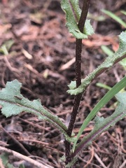 Senecio picridioides