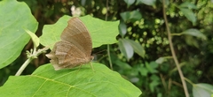 Satyrinae