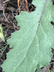 Senecio picridioides