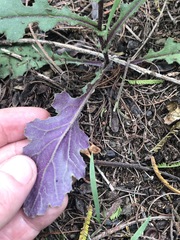 Senecio picridioides