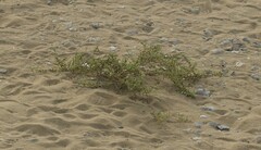 Caroxylon imbricatum