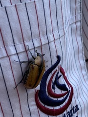 Chondropyga dorsalis