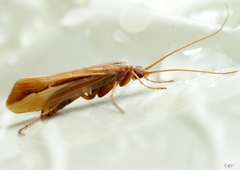 Limnephilus vittatus