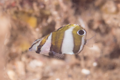 Coradion chrysozonus