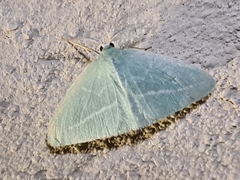 Chlorocoma stereota