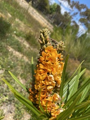 Callistachys lanceolata