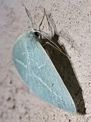 Chlorocoma stereota