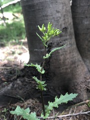 Senecio picridioides