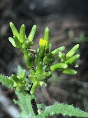 Senecio picridioides
