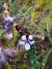 Adenandra rotundifolia