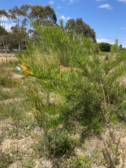 Callistachys lanceolata