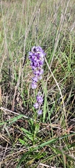 Angelonia integerrima