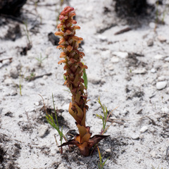 Disa pygmaea
