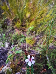 Adenandra rotundifolia