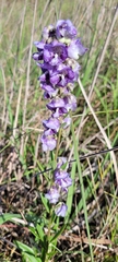 Angelonia integerrima