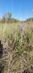 Angelonia integerrima