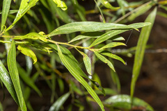 Acacia verniciflua