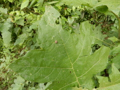 Henosepilachna vigintioctopunctata