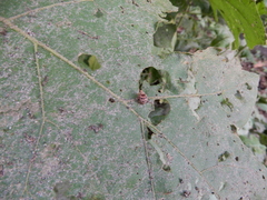 Henosepilachna vigintioctopunctata