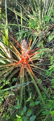Bromelia balansae