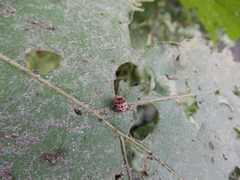 Henosepilachna vigintioctopunctata