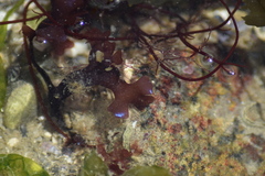 Chondrus crispus