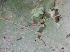 Henosepilachna vigintioctopunctata