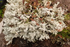 Stereocaulon paschale