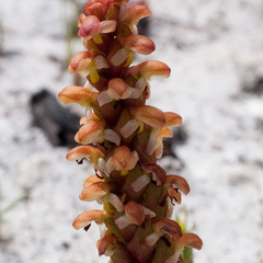 Disa pygmaea