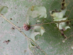 Henosepilachna vigintioctopunctata