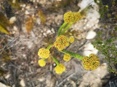 Crassula subulata fastigiata