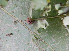 Henosepilachna vigintioctopunctata