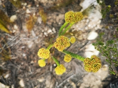 Crassula subulata fastigiata