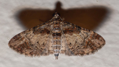 Mnesiloba eupitheciata