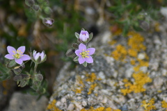 Spergularia rupicola