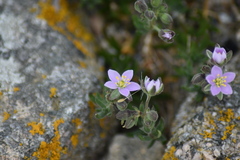 Spergularia rupicola