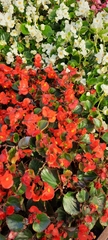 Begonia cucullata