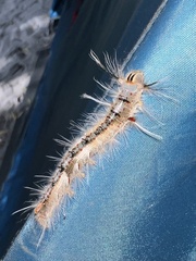 Nataxa flavescens