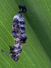 Ropalidia revolutionalis