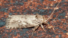 Cryptophasa irrorata