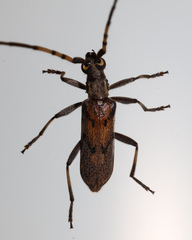 Didymocantha obliqua