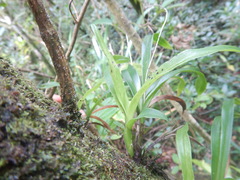 Polystachya concreta