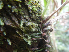 Polystachya concreta