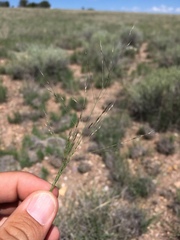 Muhlenbergia torreyi