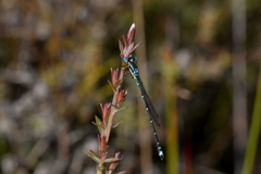 Austrolestes colensonis